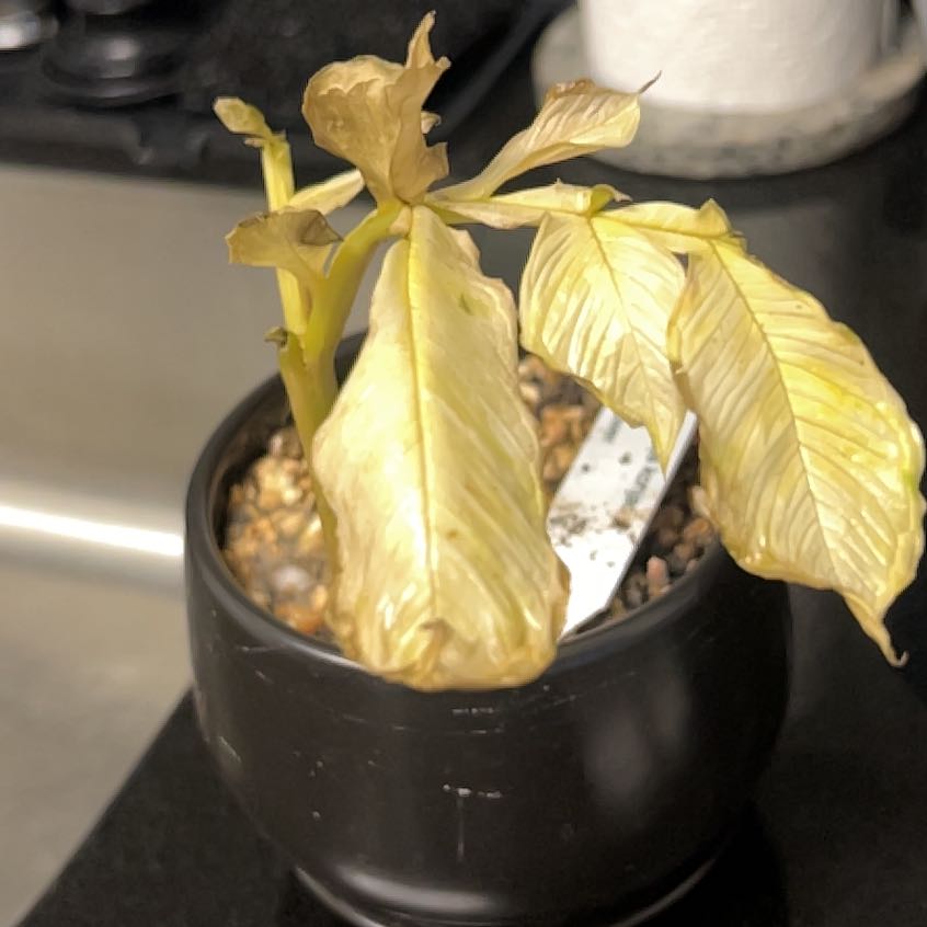 Photo of the plant species Amorphophallus konjac ‘Nightstick’ by @NiceDidelta named Kobe on Greg, the plant care app