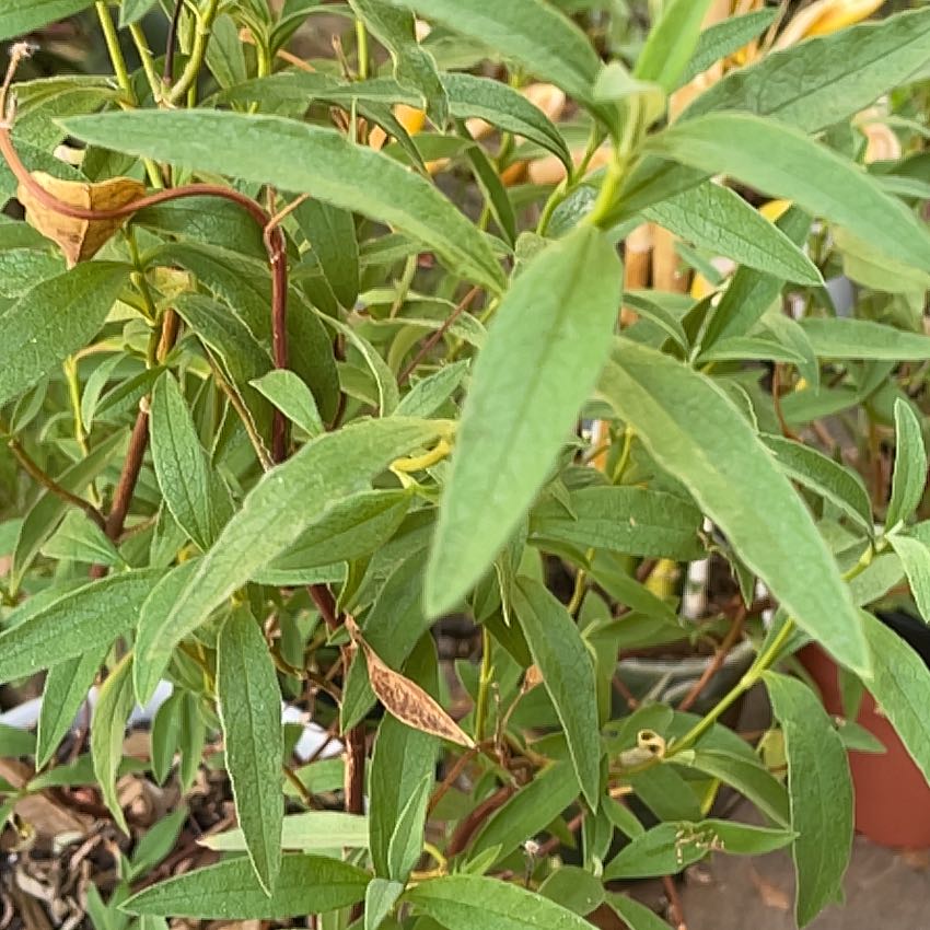 Photo of the plant species Purple Cistus by @SpotonLemontree named Rock Rose on Greg, the plant care app