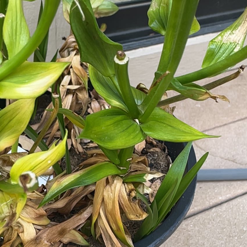 Photo of the plant species Asiatic Lily Red Highland by @SpotonLemontree named Lilly on Greg, the plant care app