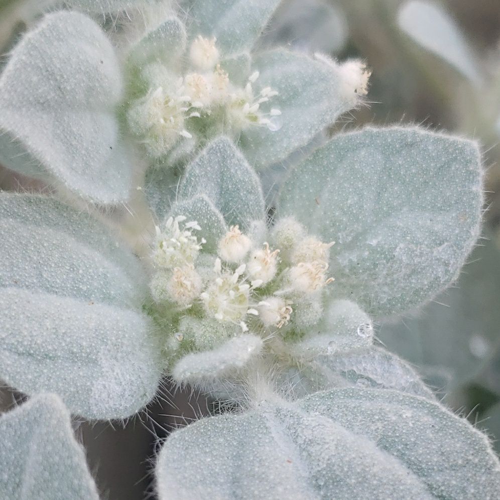 Photo of the plant species Dove Weed by @ZingWharangi named Croton Tiger on Greg, the plant care app