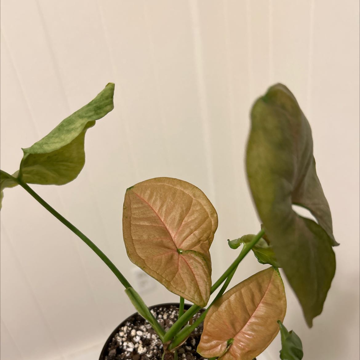 Pink Syngonium plant with healthy pinkish leaves in a pot with visible soil.