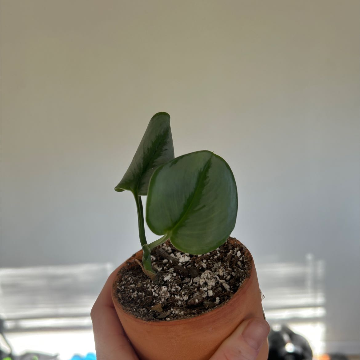 Scindapsus treubii 'Moonlight' plant in a small pot held by a hand, with visible soil.