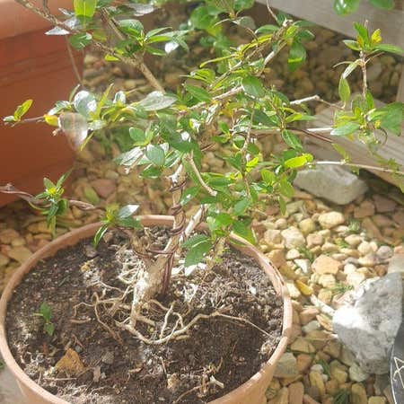 Photo of the plant species Glossy Abelia by @MajorSarcodes named Rainier on Greg, the plant care app