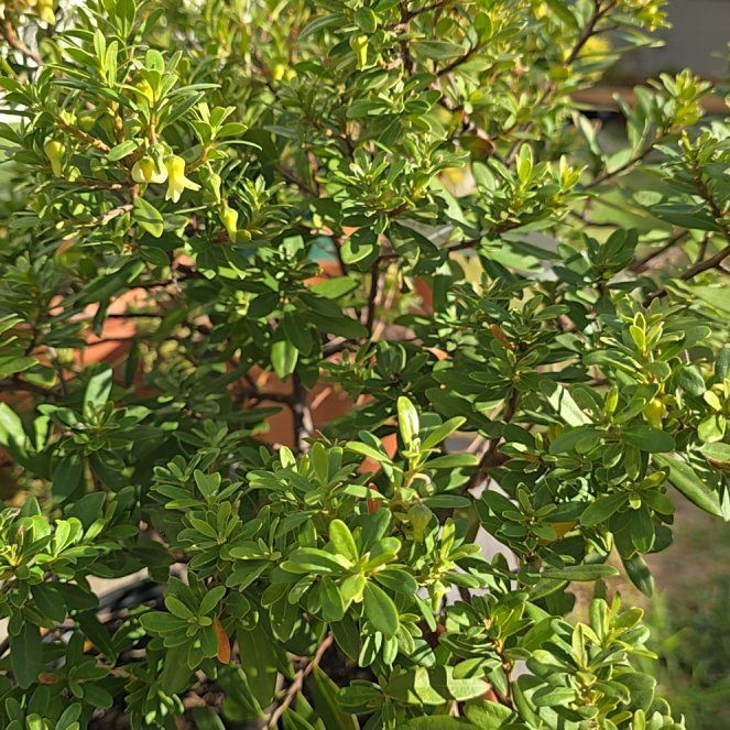 Plant care for Jackalberry on Greg, the plant care app
