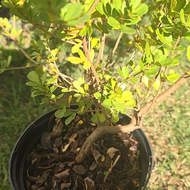 Photo of the plant species Dune Crow-Berry by @MajorSarcodes named da Vinci on Greg, the plant care app