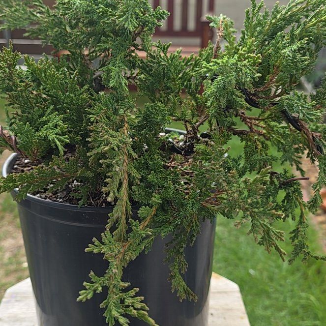 Photo of the plant species Blue Pacific Shore Juniper by @MajorSarcodes named Drake on Greg, the plant care app