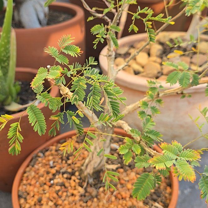 Photo of the plant species Black Monkey Thorn Tree by @MajorSarcodes named Sanders on Greg, the plant care app