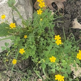 Photo of the plant species Common Yellow Woodsorrel by @LikelySilkvine named Fernie Mac on Greg, the plant care app