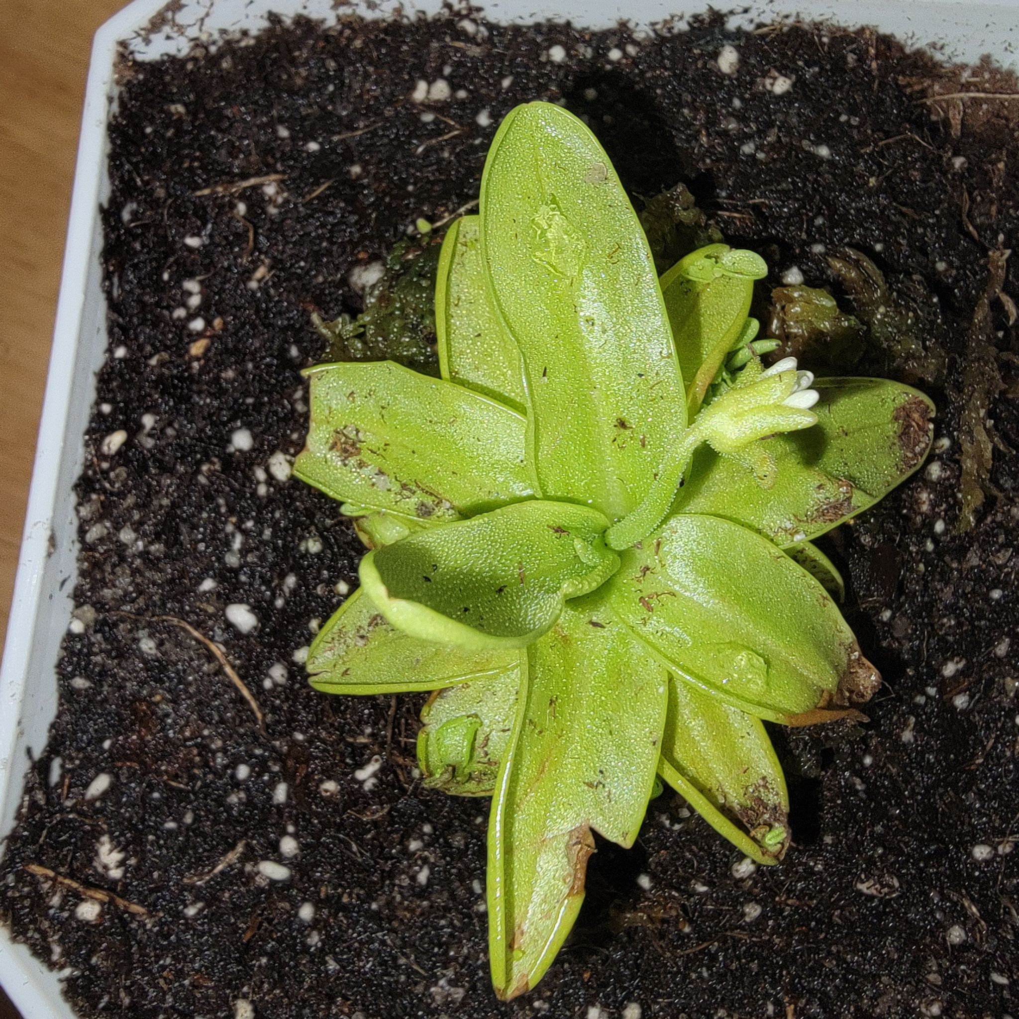 Mexican Butterwort plant in a pot with visible soil, green leaves, some browning, and a small white flower.