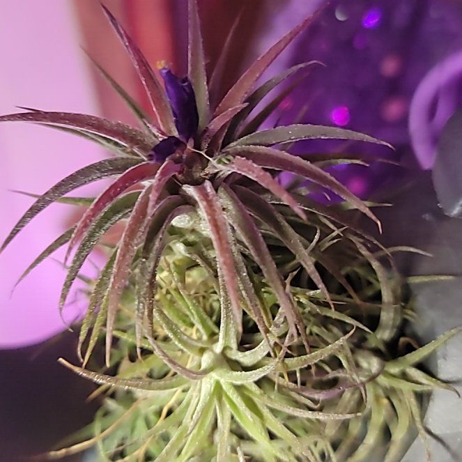 Photo of the plant species Air plant by @MajorGutweed named Baesil on Greg, the plant care app