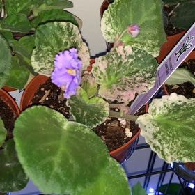 Photo of the plant species Variegated African Violet by @SuperbKurrajong named Cupid on Greg, the plant care app
