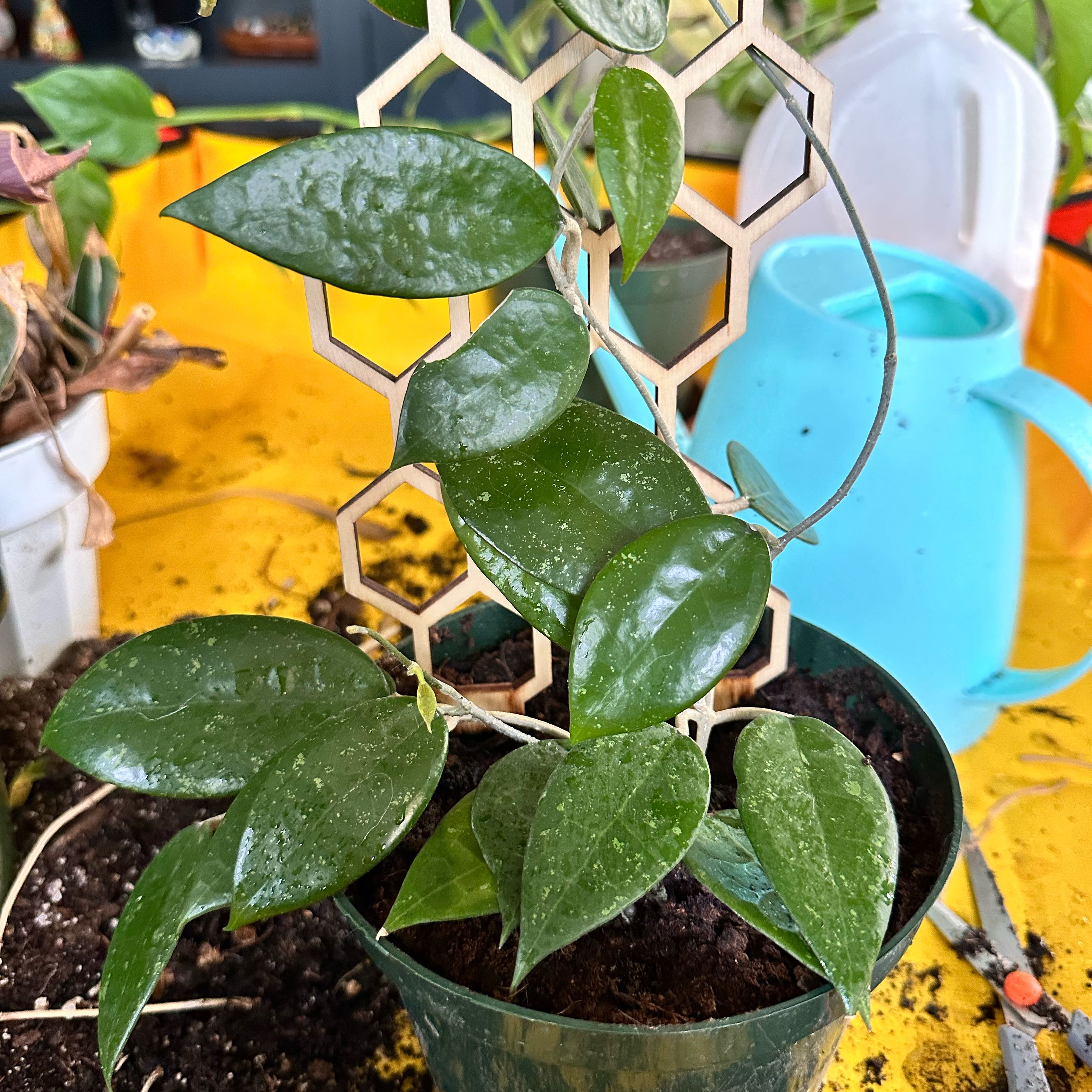 Hoya parasitica 'Black Margin' plant in a pot with a trellis, healthy green leaves.
