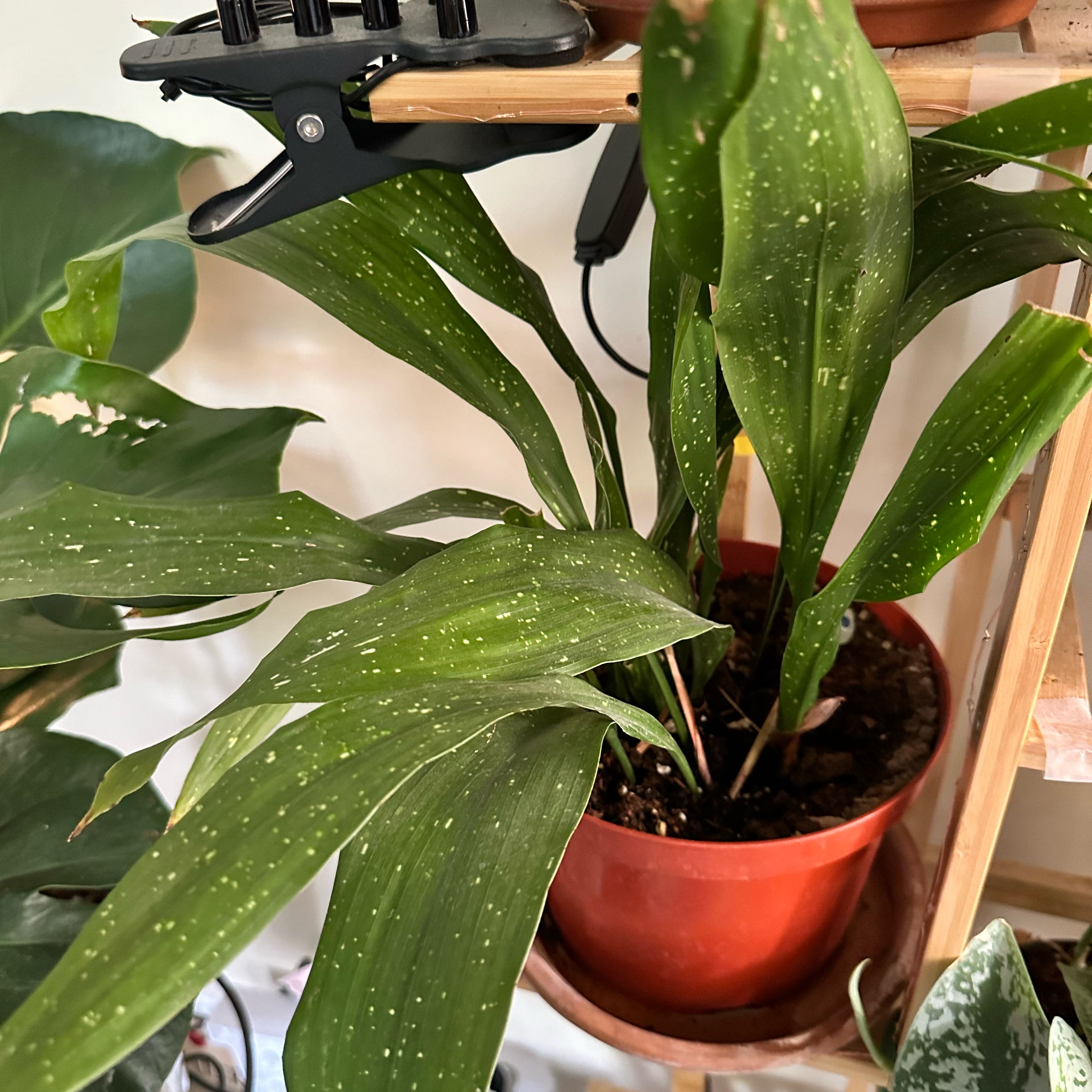 Potted Cast Iron Milky Way plant with green leaves and white speckles, soil visible.