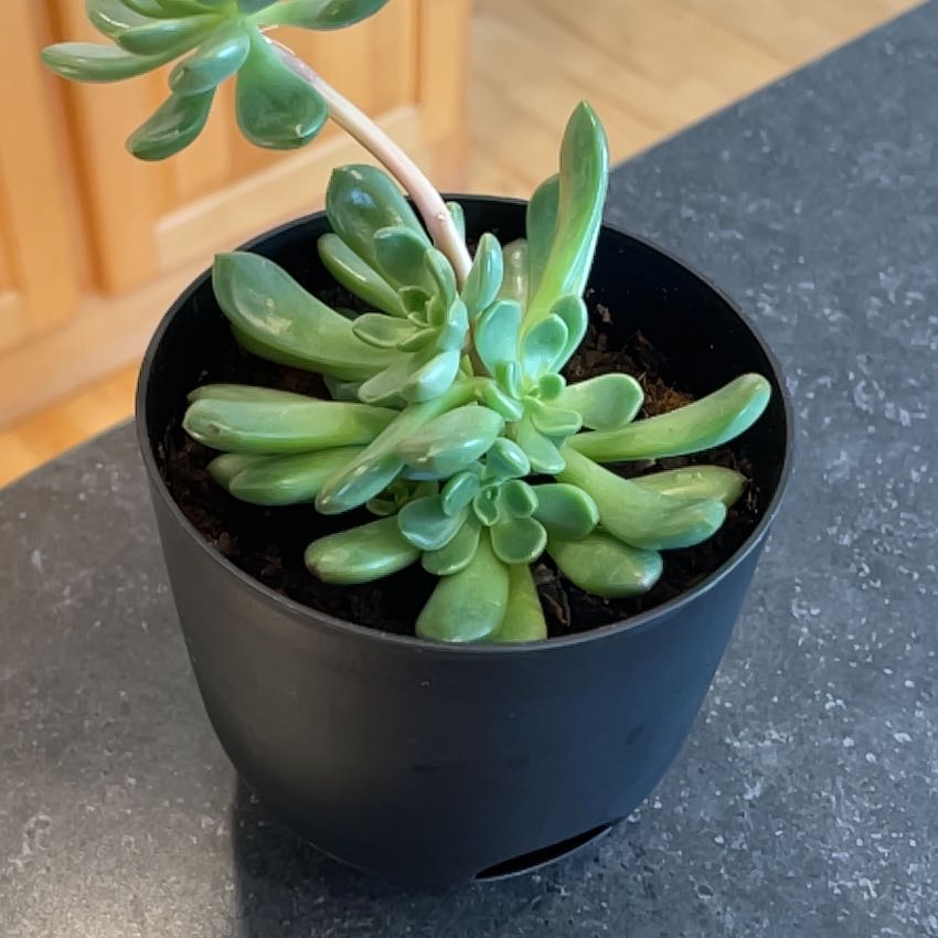 Healthy Graptoveria 'Bashful™' succulent in a black pot on a dark surface.