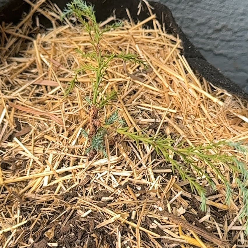 Photo of the plant species Dendrolycopodium dendroideum by @ReliableBlueash named Surya on Greg, the plant care app