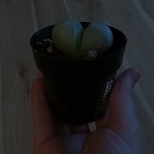 Photo of the plant species Argyroderma pearsonii by @TryChickory named Smoosh on Greg, the plant care app