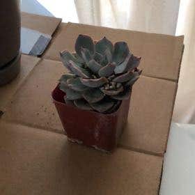 Photo of the plant species De Smelt Echeveria by @EarthyCineraria named Planty on Greg, the plant care app