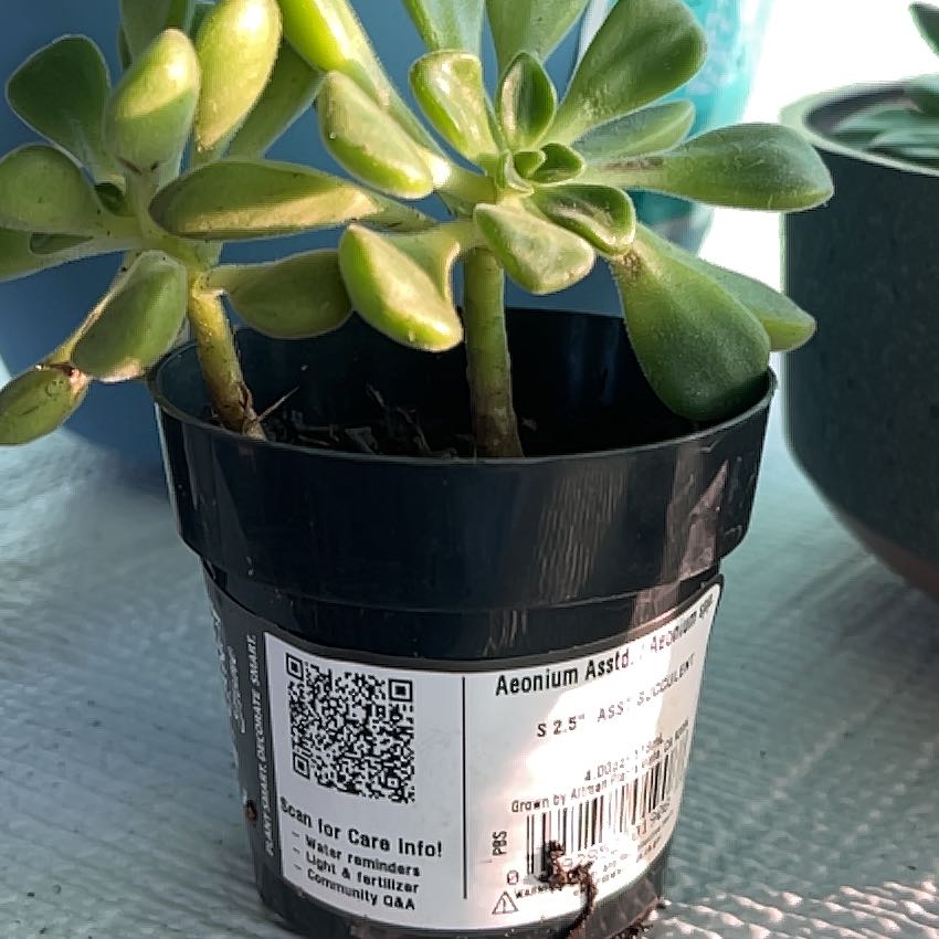 Photo of the plant species Assorted Aeonium by @SparklyGreenash named Gobi on Greg, the plant care app