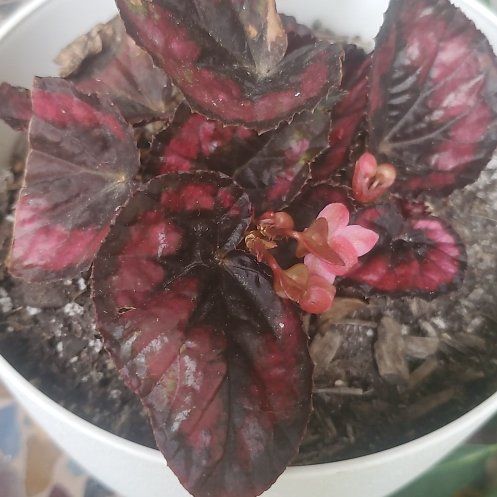 Photo of the plant species Begonia rex by @DanaLou named Keanu Leaves on Greg, the plant care app