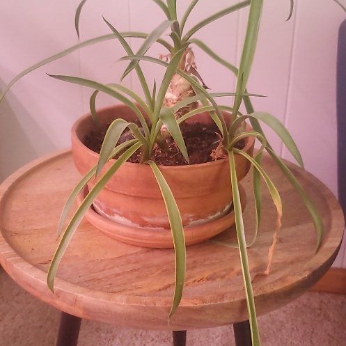 Photo of the plant species Spider Agave by @DanaLou named Kesha on Greg, the plant care app