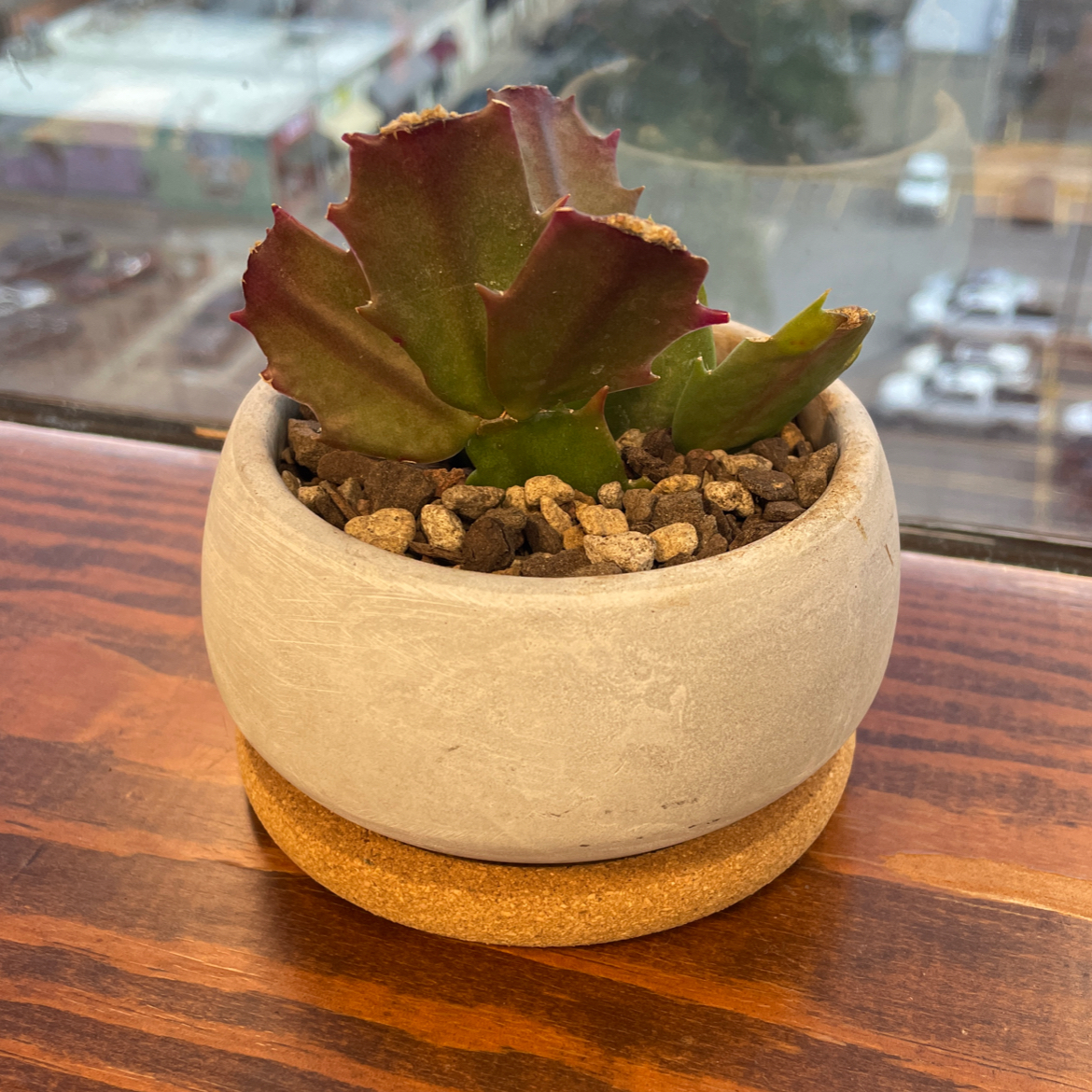 Christmas Cactus in a small pot with rocky soil, showing some browning at the leaf edges.