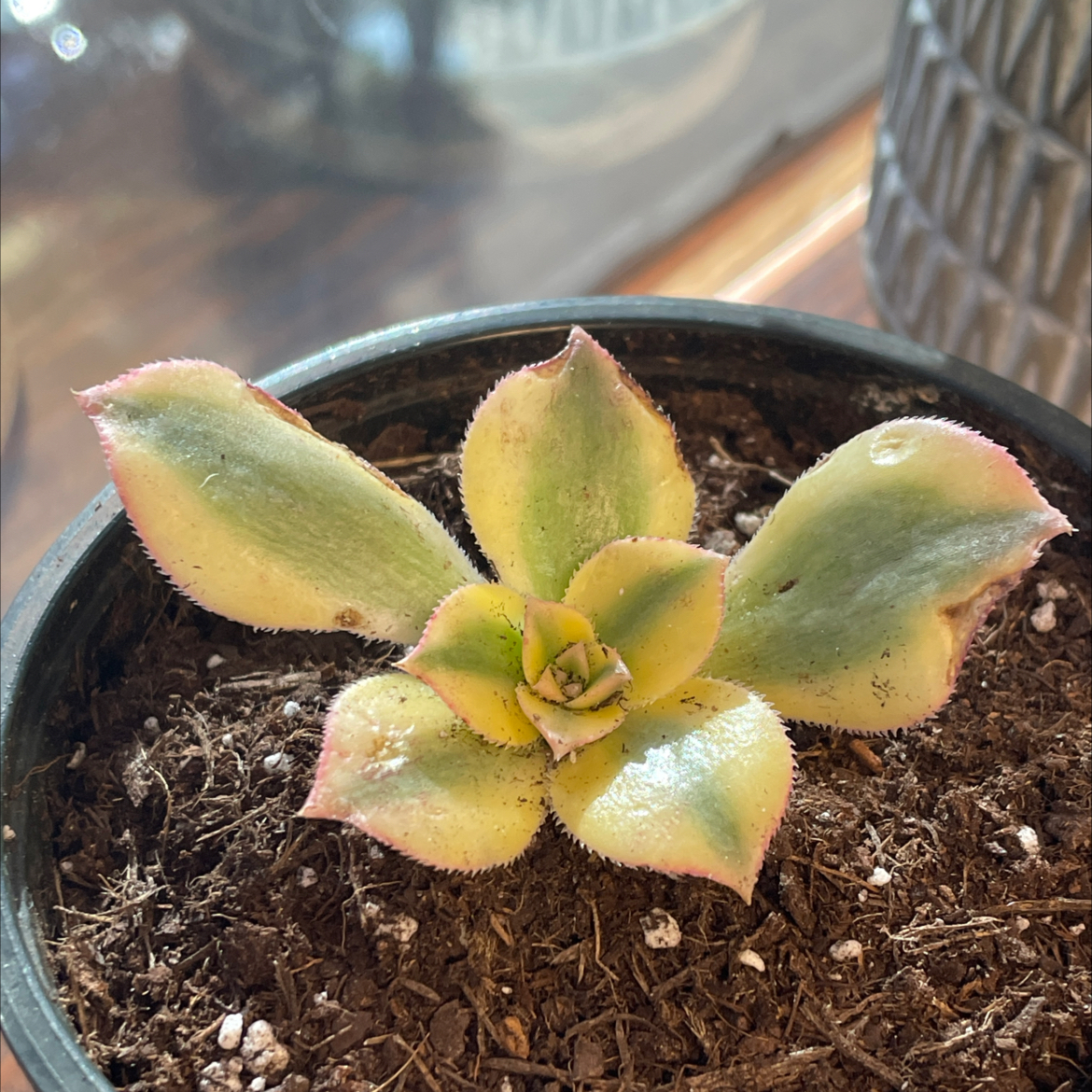 Aeonium 'Sunburst' plant in a pot with visible soil and some leaf discoloration.