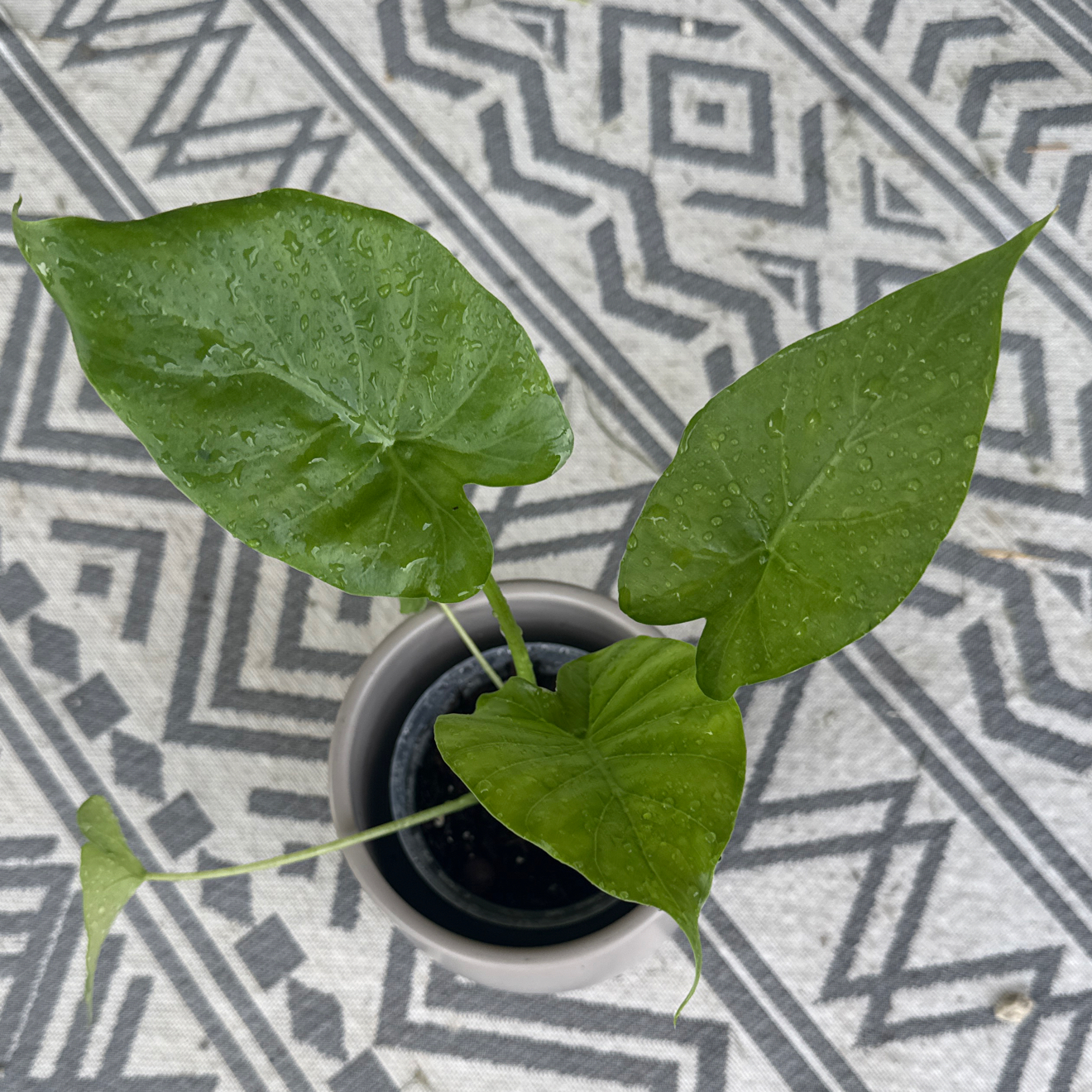 Alocasia mystery corm