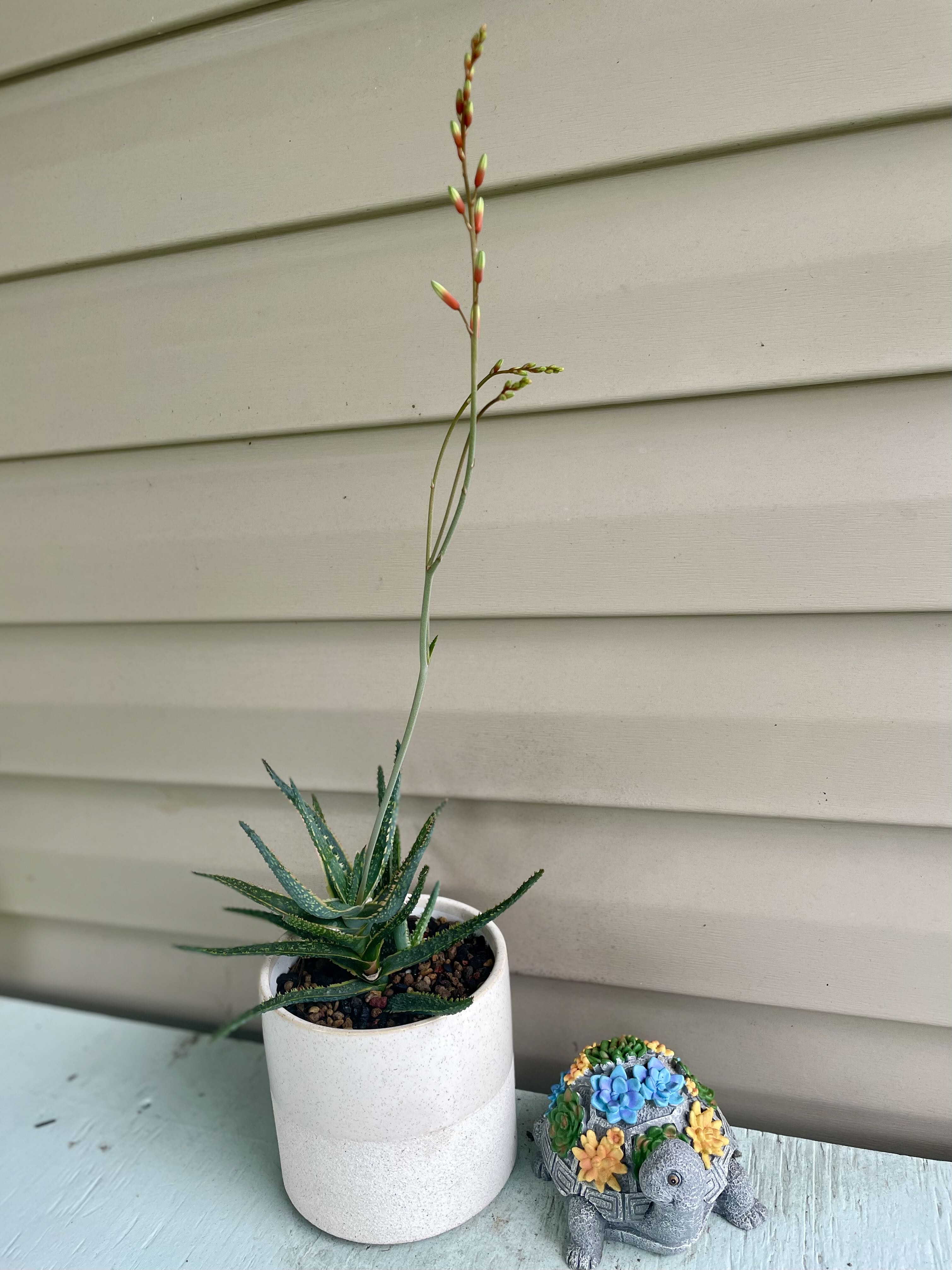 Photo from the post