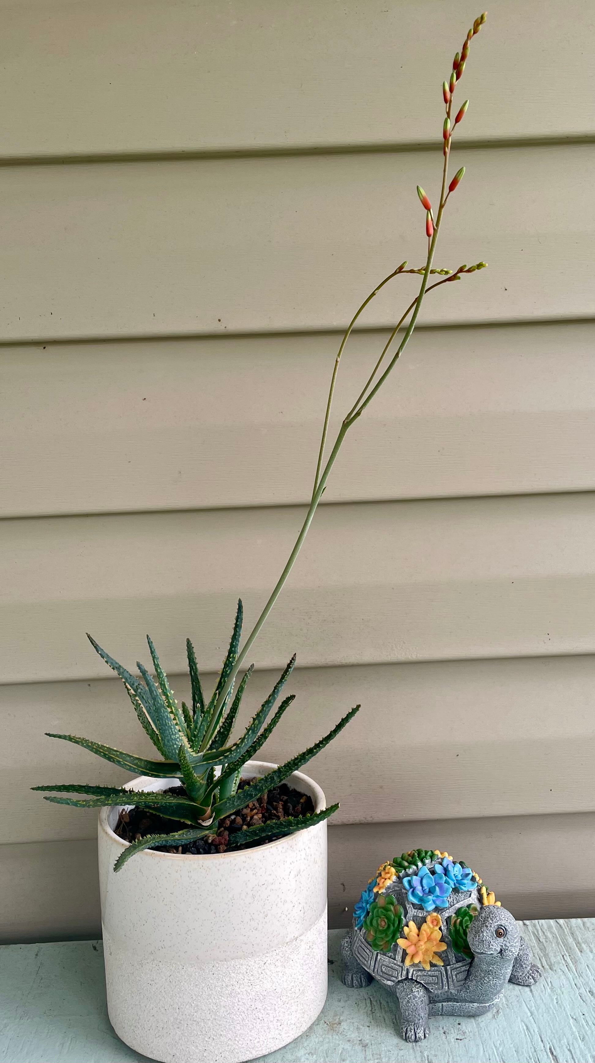 🌵 Aloe Hardiness Zones 9a11b