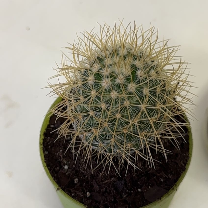 Photo of the plant species Mammillaria pringlei by @KeenArrowroot named Marley on Greg, the plant care app