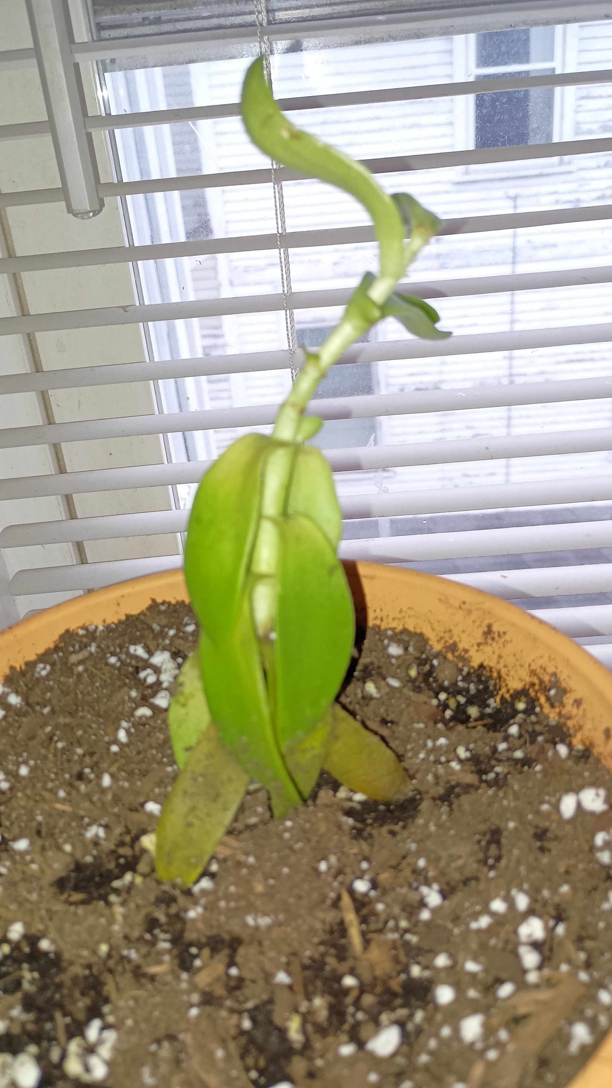 Photo of the plant species Milky Way Dumb Cane by @DandyPlanty named Demi on Greg, the plant care app