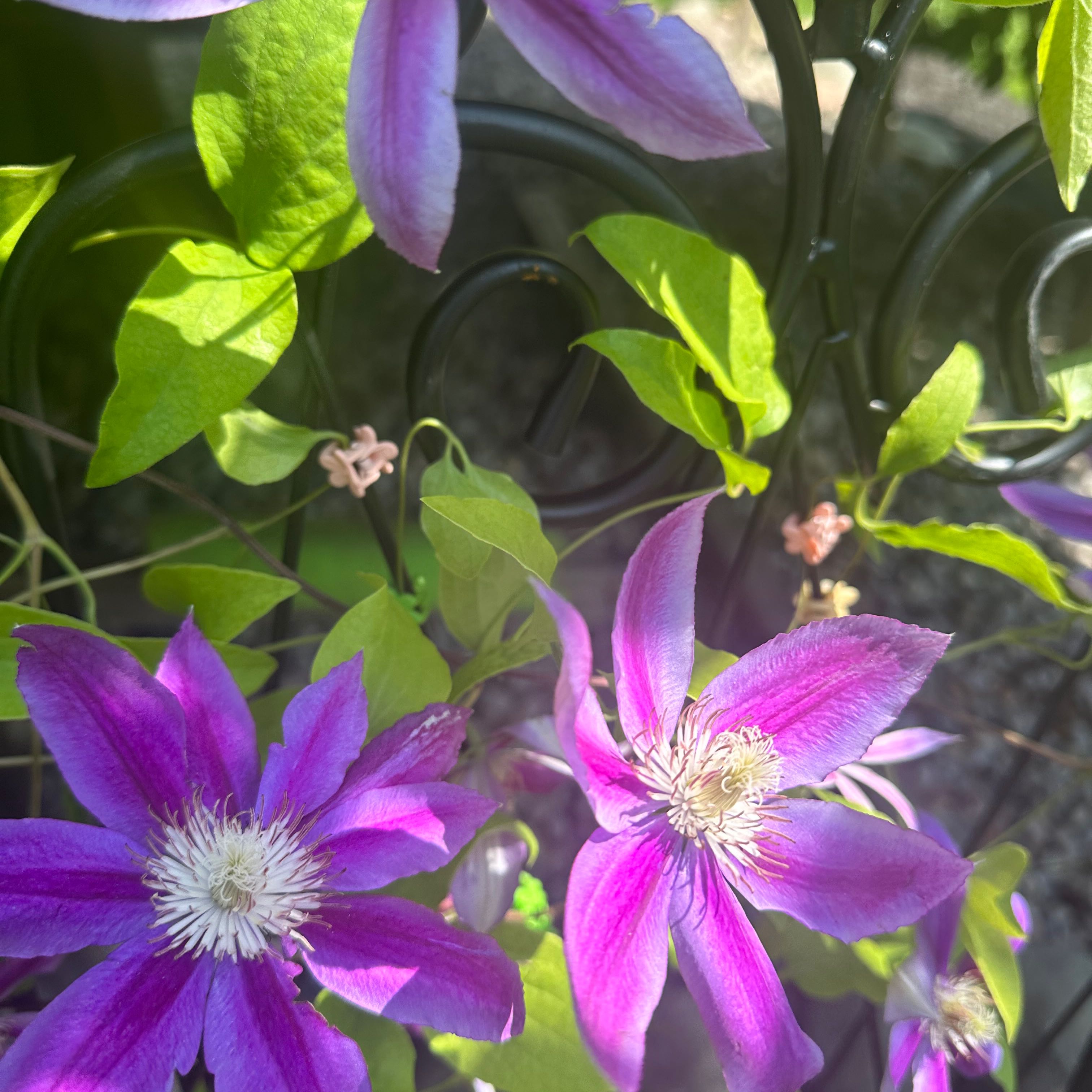 Italian Leather Flower with vibrant purple flowers and green leaves supported by a metal structure.