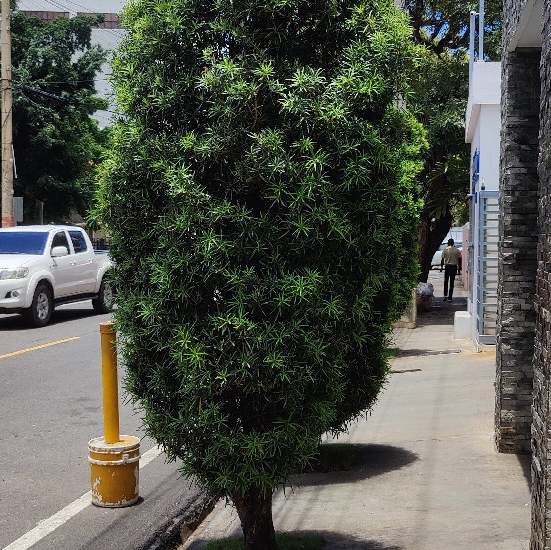 Podocarpus plant growing on a sidewalk with dense, green foliage.