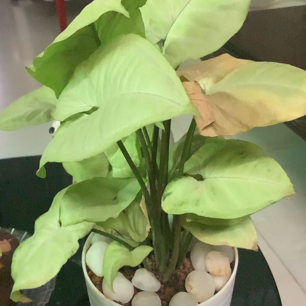 Photo of the plant species Arrowhead Plant by @RoundSmallleaf named Athena on Greg, the plant care app
