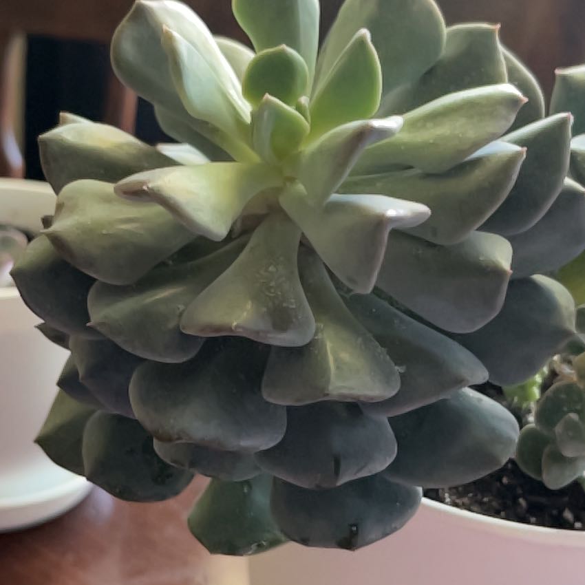 Photo of the plant species Echeveria 'Misty Lilac' by @AssuredlyQuince named Lilac on Greg, the plant care app
