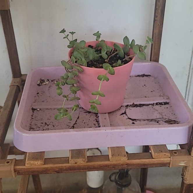Photo of the plant species Ivory Towers by @RemarkableOxlip named Bieber - Ivory Towers on Greg, the plant care app