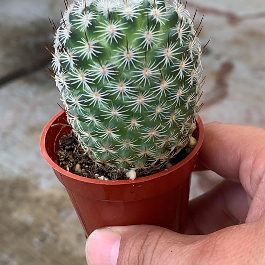 Chihuahuan Beehive cactus in a red pot, held by a hand.