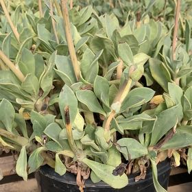 Photo of the plant species Rock Purslane by @MeekAngelmoss named Rocky on Greg, the plant care app