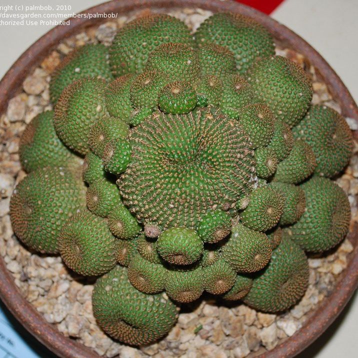 Photo of the plant species Orange Cob Cactus by @KingpinSweetsop named Harmony on Greg, the plant care app