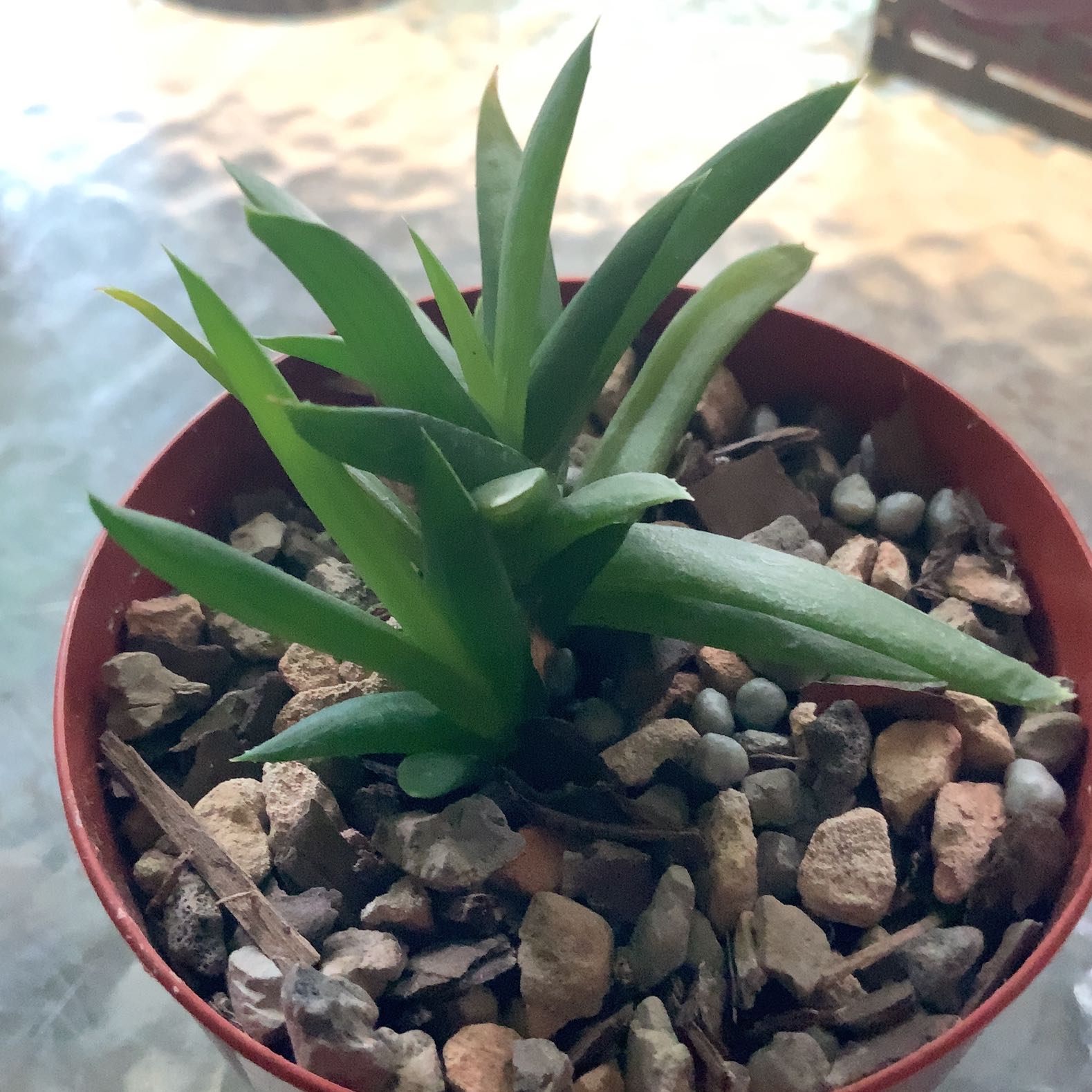 Photo of the plant species Three O'Clock by @evis named Elle on Greg, the plant care app