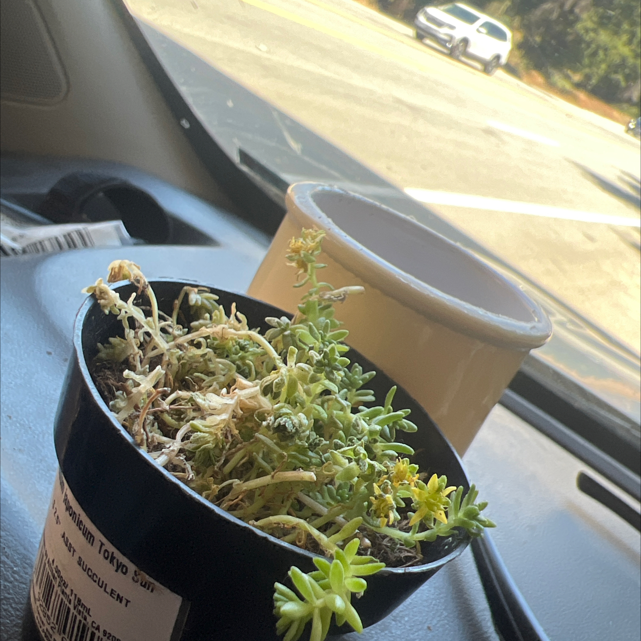 Tokyo Sun Stonecrop plant in a pot on a car dashboard, showing signs of yellowing and browning.