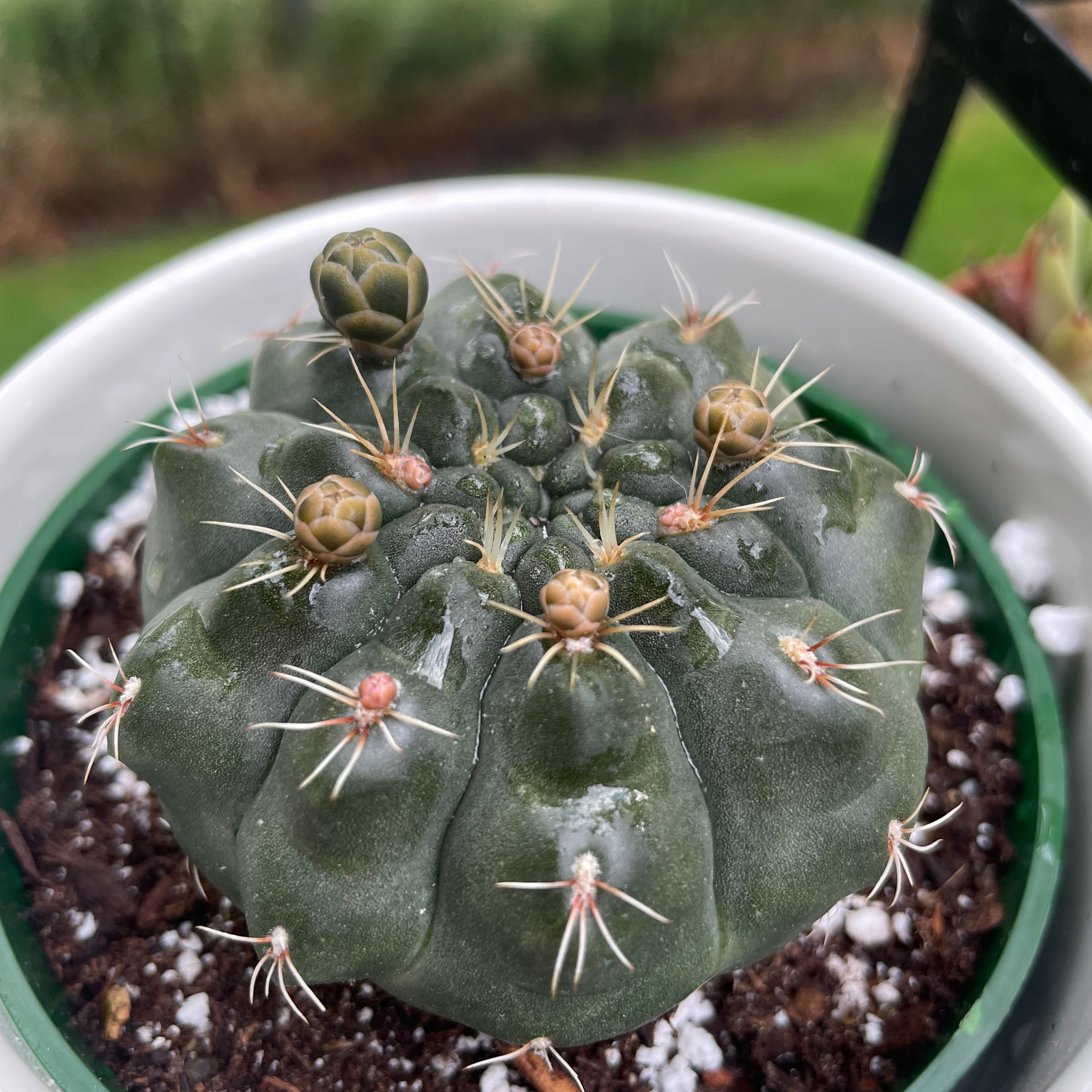 Turbinicarpus schmiedickeanus cactus in a pot with visible soil, well-framed and in focus.
