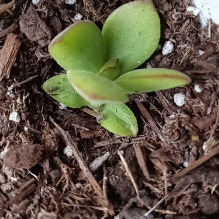 Tree Diddy | A plant by @WiredBunyapine on Greg