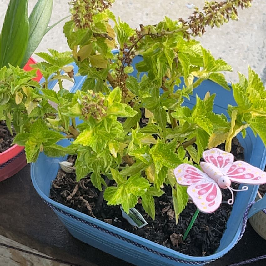 Photo of the plant species River Walk Coleus by @CorpseFather named Felicia on Greg, the plant care app