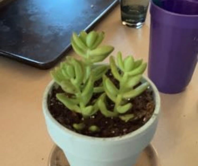 The Complete Jelly Bean Plant Plant Care Guide Water, Light & Beyond