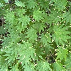 Photo of the plant species Vine Maple by @ModernHoyaburma named Andrew on Greg, the plant care app