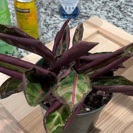 Photo of the plant species Calathea Illustris by @AstuteColocynth named Cala on Greg, the plant care app