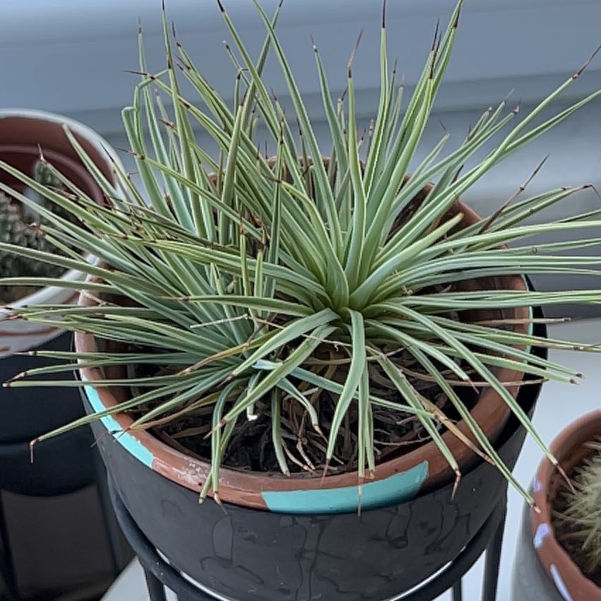 Potted Narrow Leaf Century Plant with some browning leaf tips.
