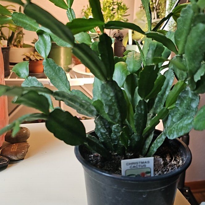 Photo of the plant species Limelight Dancer by @LaurieJean named Denali on Greg, the plant care app