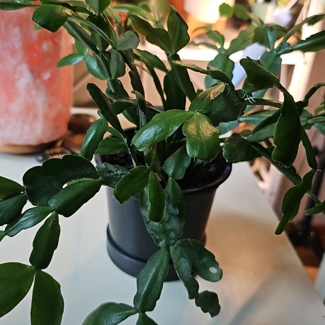 Photo of the plant species Limelight Dancer by @LaurieJean named Tree Diddy on Greg, the plant care app